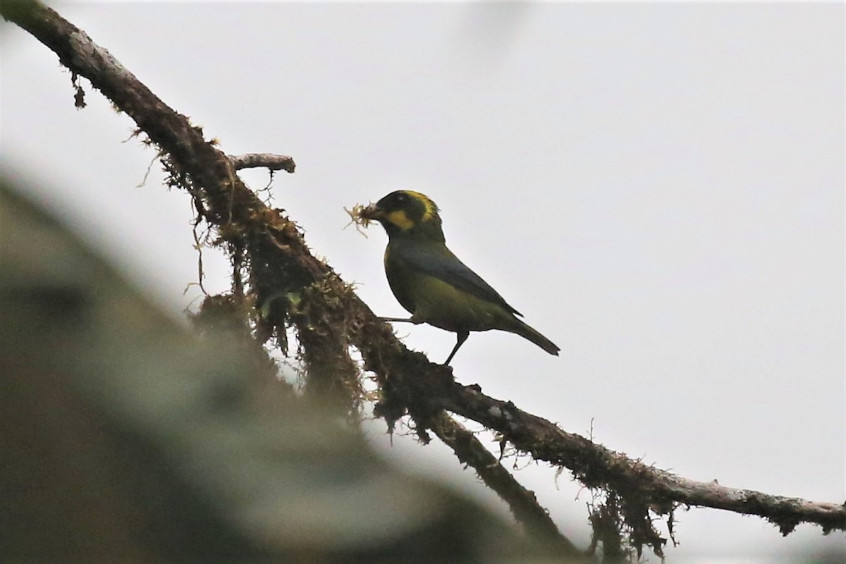Gold-ringed Tanager - ML154401971