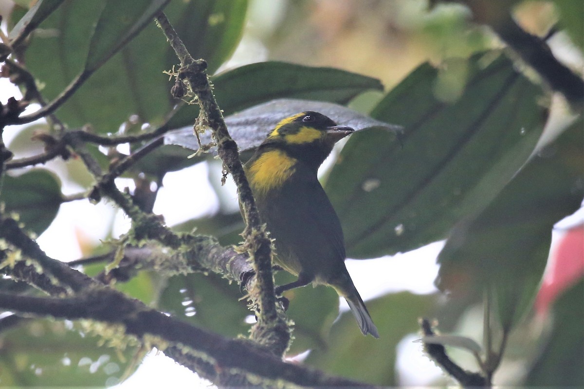 Gold-ringed Tanager - ML154402001