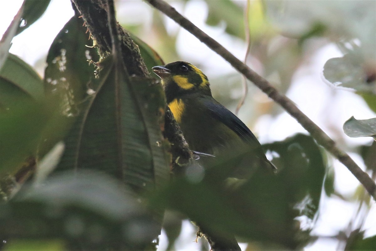 Gold-ringed Tanager - ML154402011
