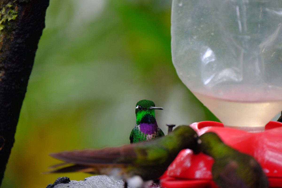 Пурпурногрудый колибри - ML154404361