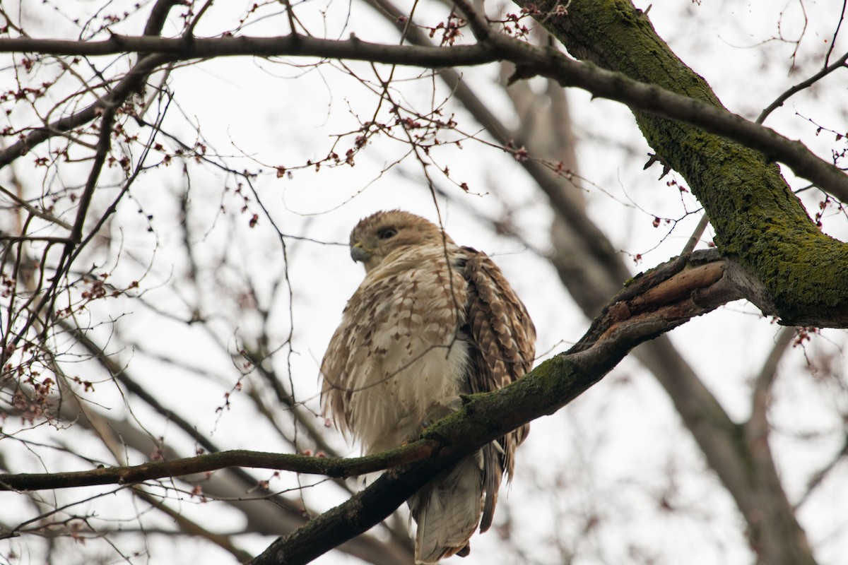 Red-tailed Hawk - ML154406421