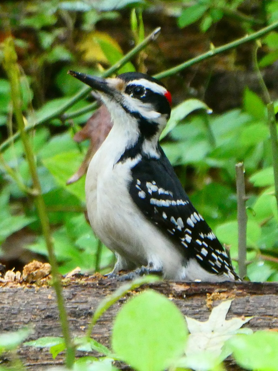 Hairy Woodpecker - ML154406931