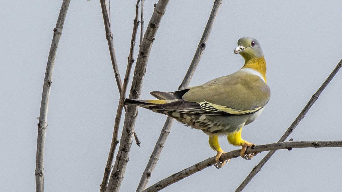Yellow-footed Green-Pigeon - ML154407421