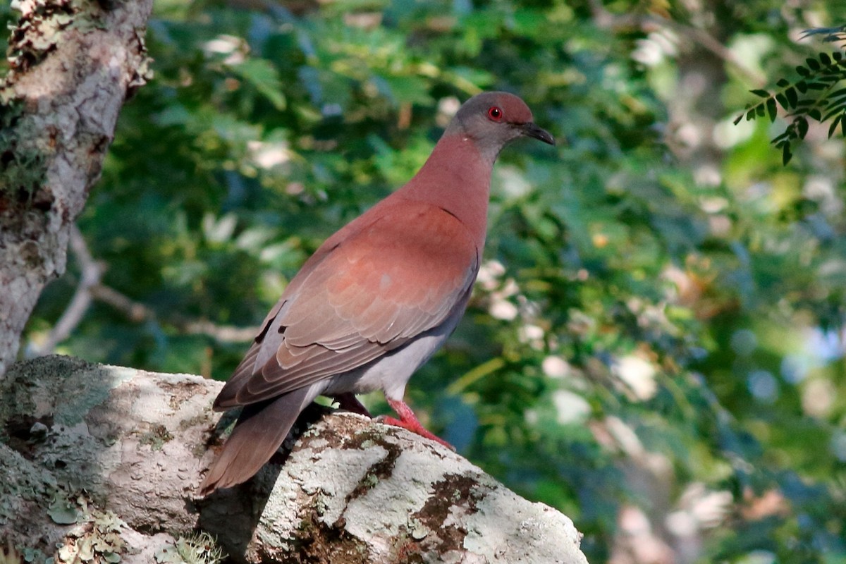 Рыжспинный голубь - ML154409441