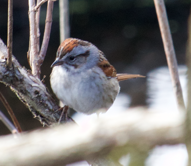 Chipping Sparrow - ML154411291