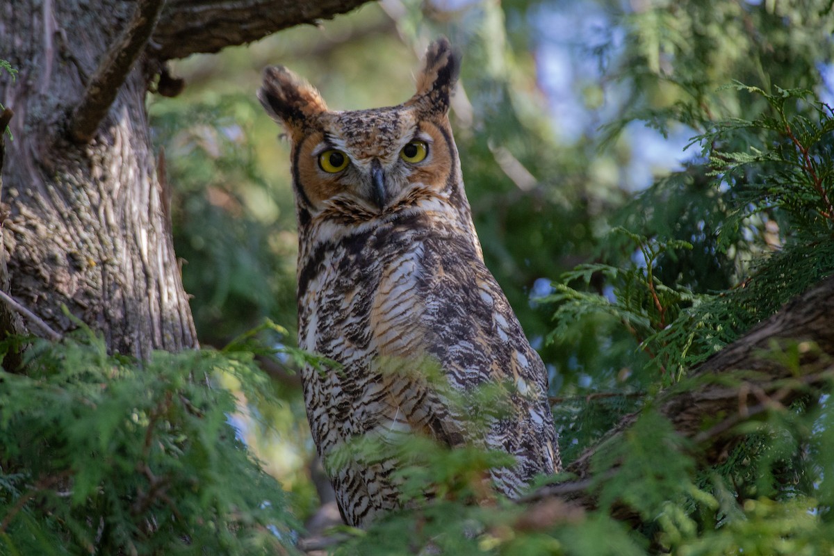 Great Horned Owl - ML154411931