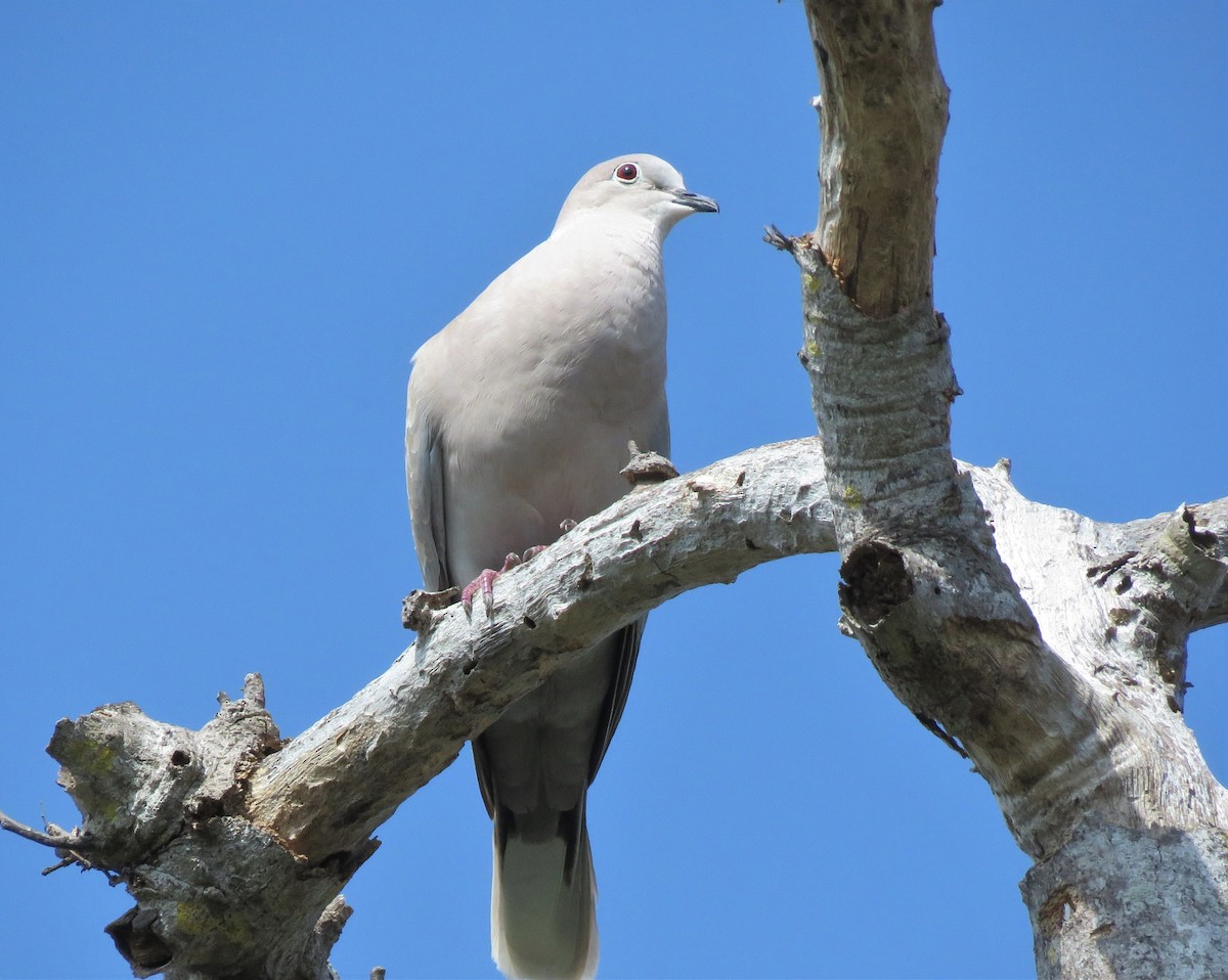 Eurasian Collared-Dove - ML154414901
