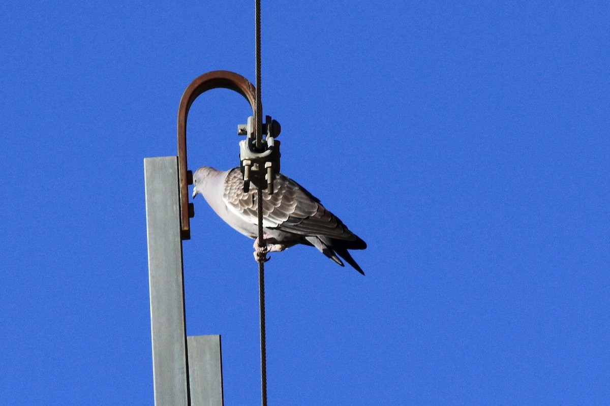 Spot-winged Pigeon - Manfred Bienert