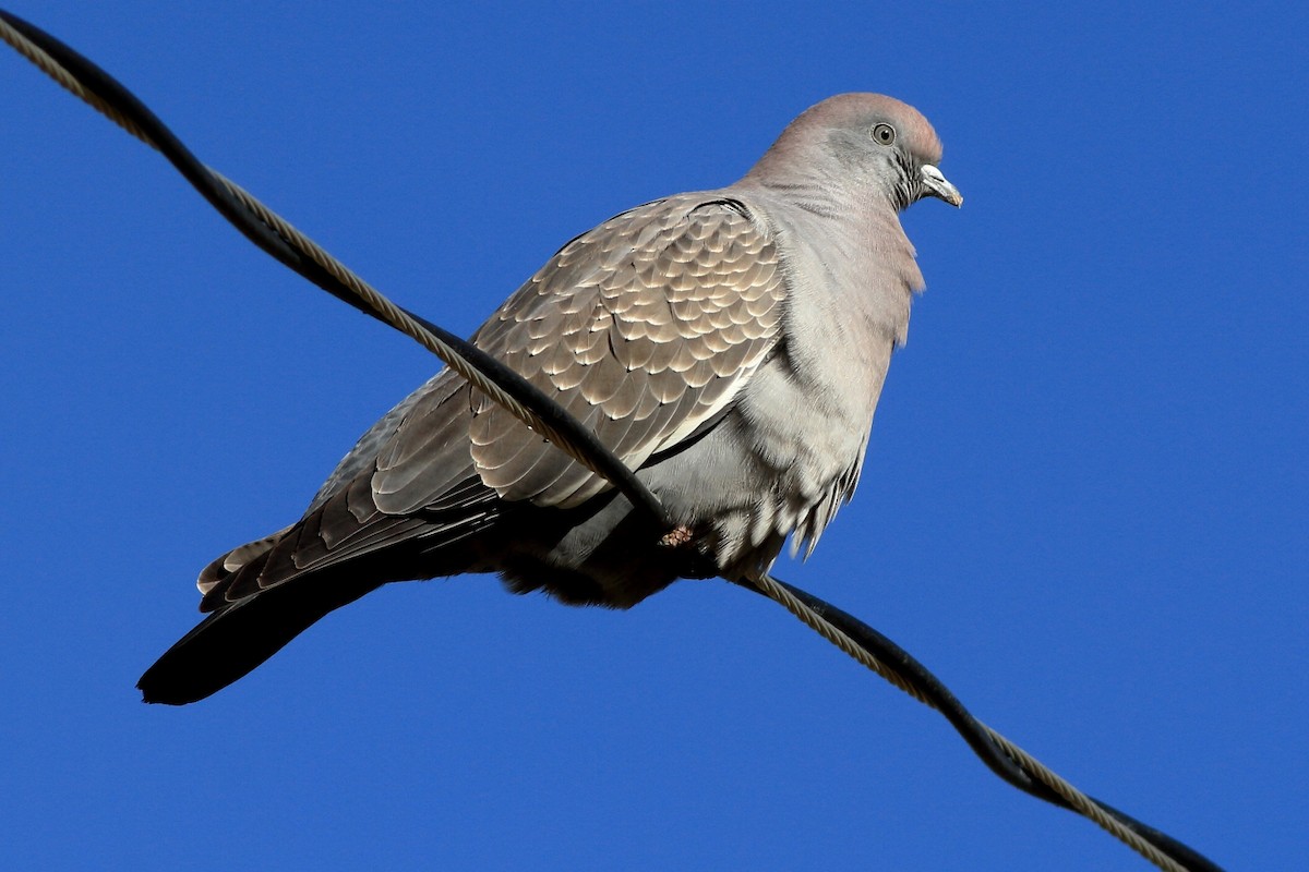 Spot-winged Pigeon - ML154419161