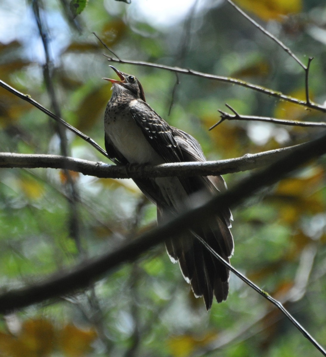 Pheasant Cuckoo - ML154421331