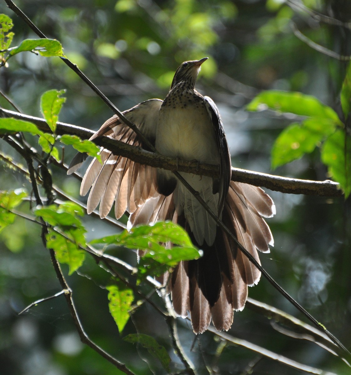Pheasant Cuckoo - ML154421351