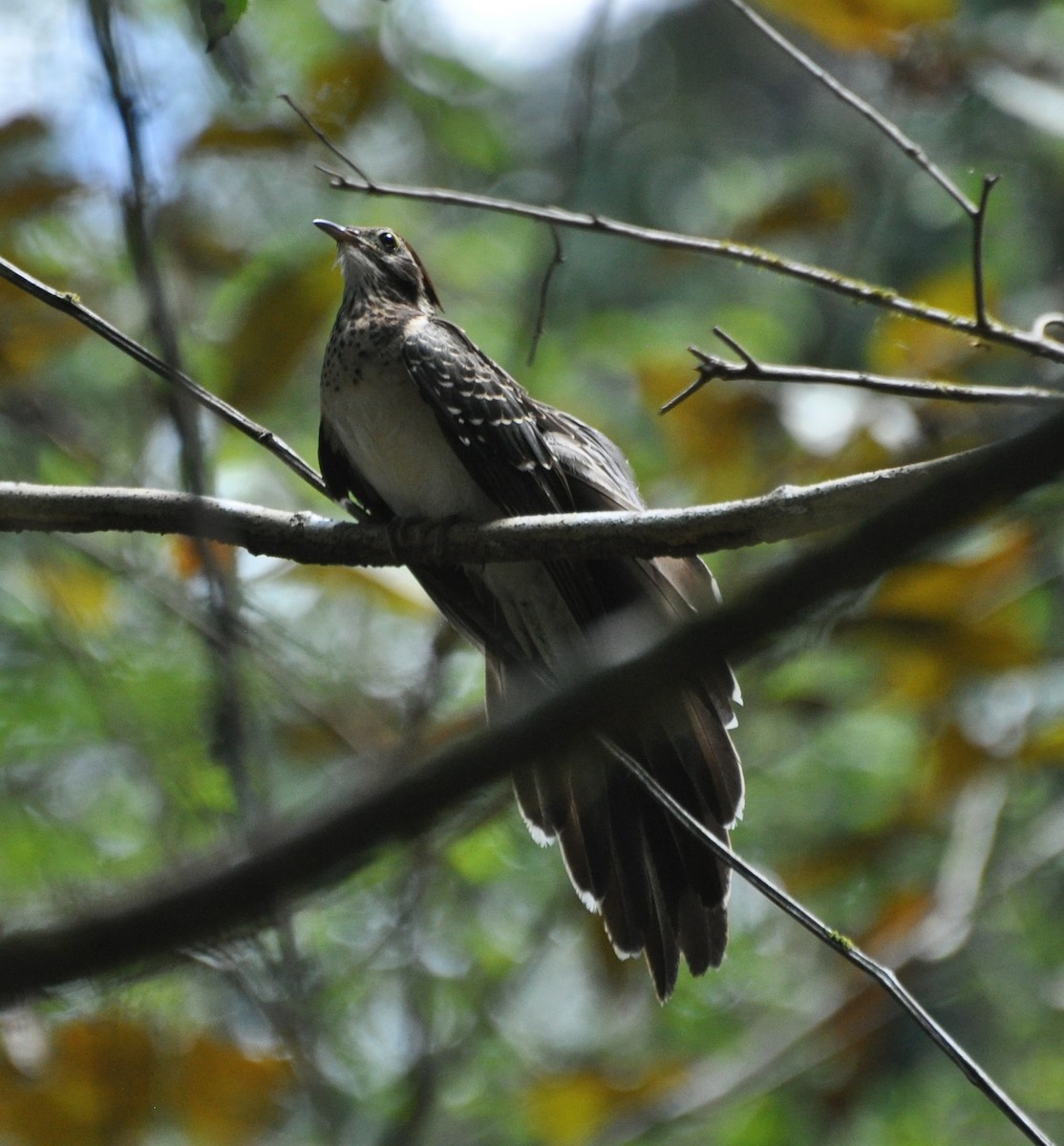 Pheasant Cuckoo - ML154421361