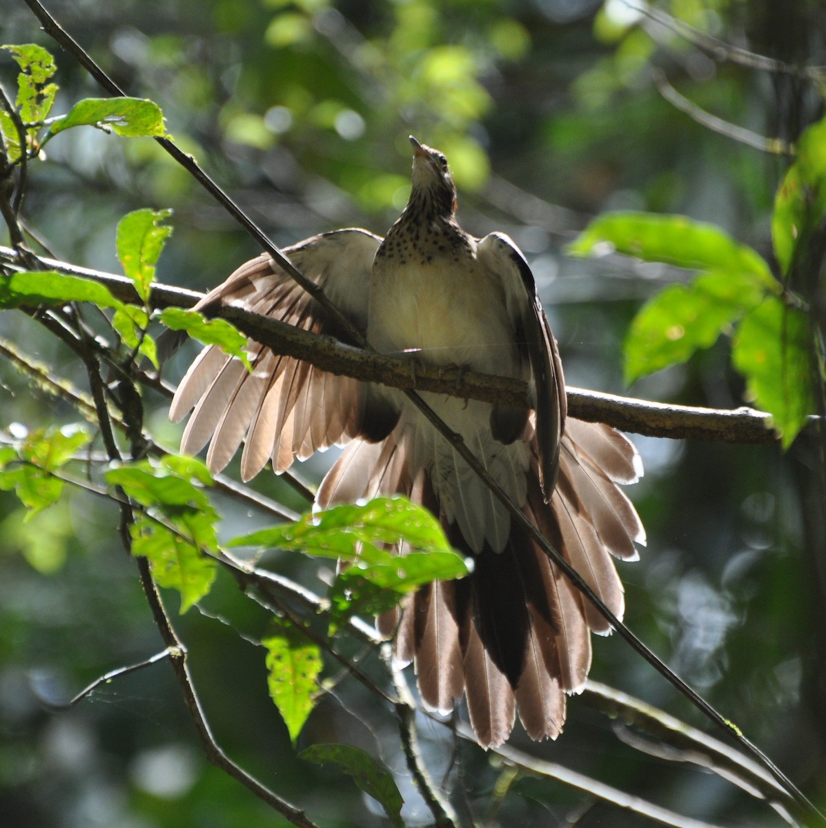 Pheasant Cuckoo - Tim Healy