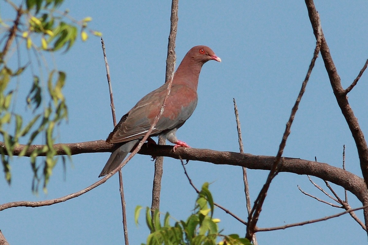 Pigeon à bec rouge - ML154421521