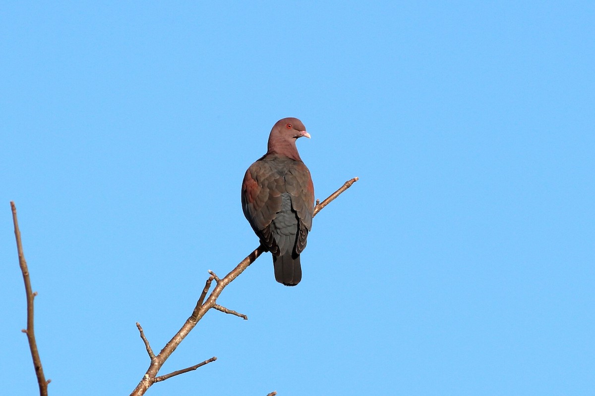 Red-billed Pigeon - Manfred Bienert