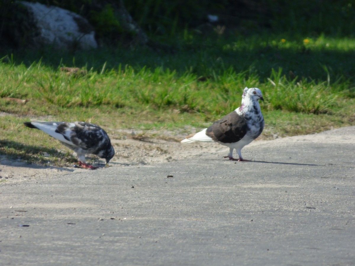 Rock Pigeon (Feral Pigeon) - ML154424831