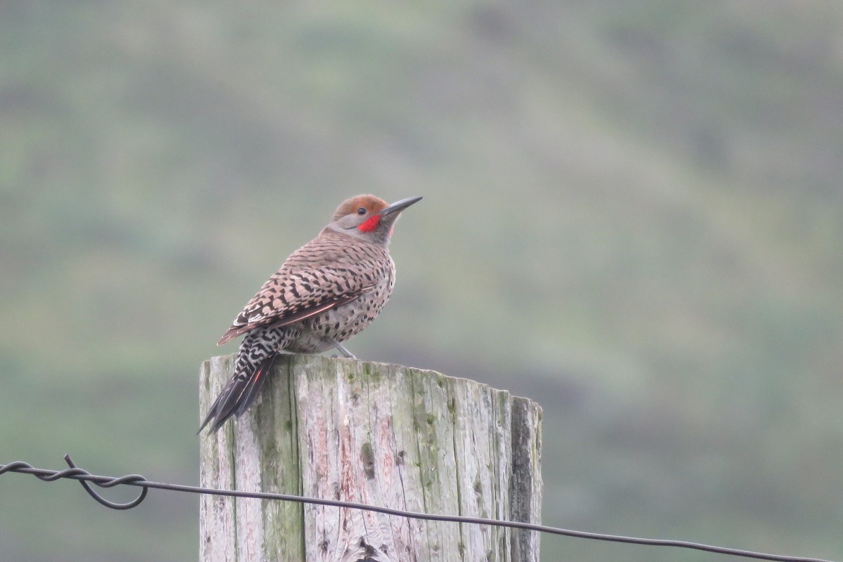 Northern Flicker (Red-shafted) - ML154425221