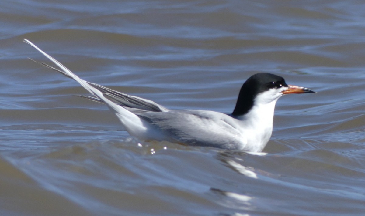 Forster's Tern - Kirsti Aamodt