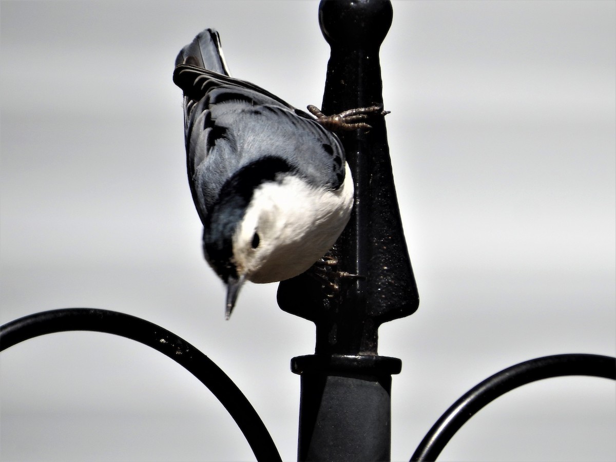 White-breasted Nuthatch - ML154432101