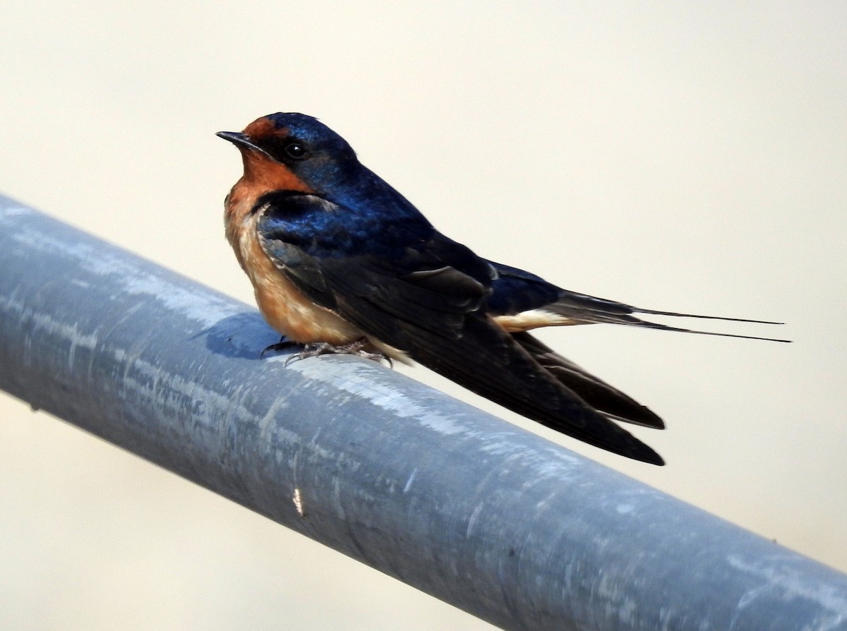 Barn Swallow - Andrew Birch