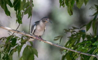 White-winged Dove, ML154435091