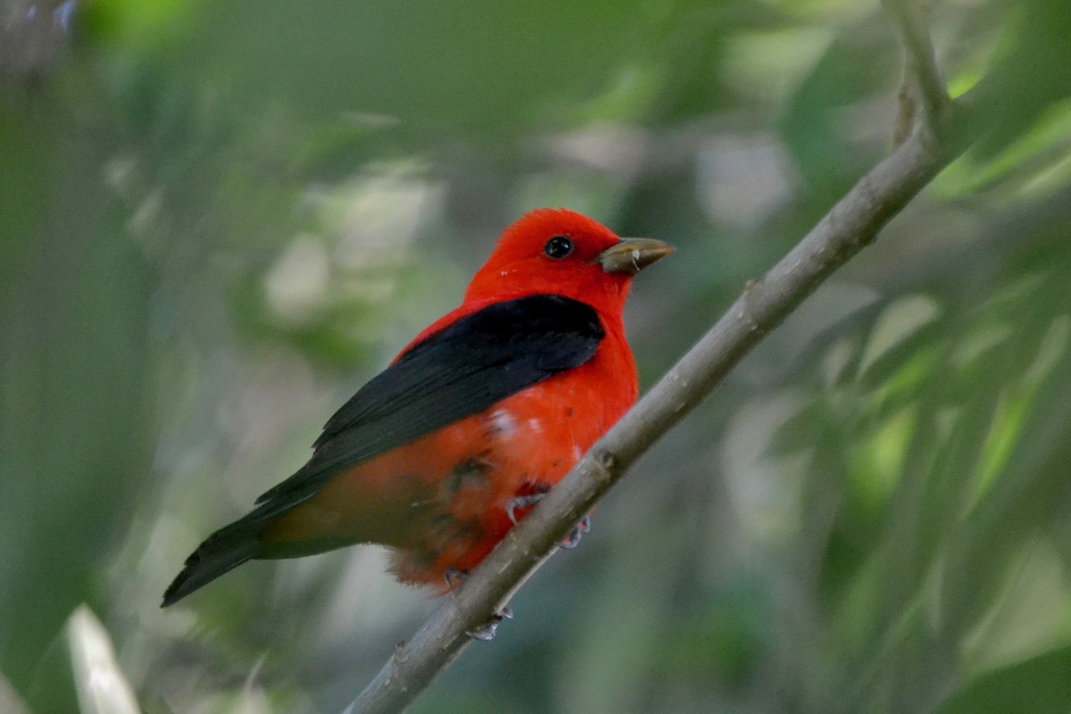 Scarlet Tanager - Will Johnson