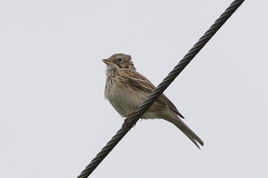 Vesper Sparrow - ML154436361