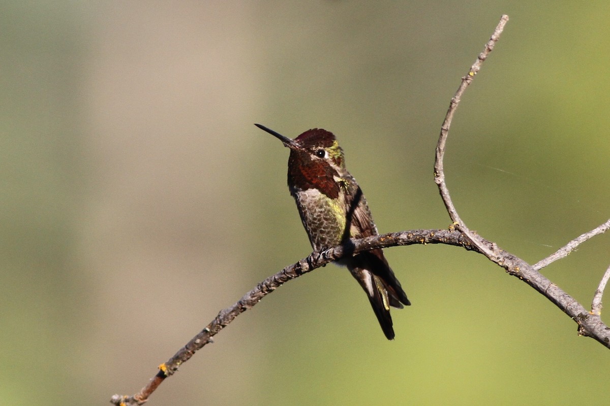 Anna's Hummingbird - ML154438961