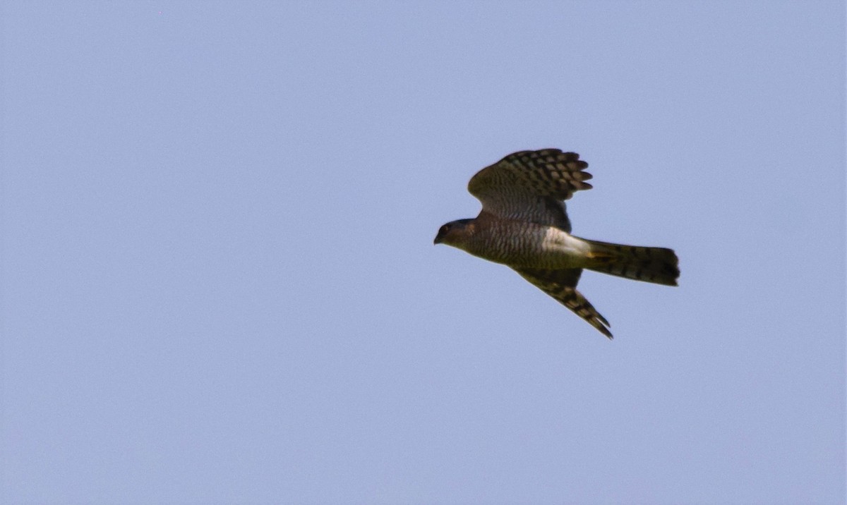 Eurasian Sparrowhawk - ML154445571