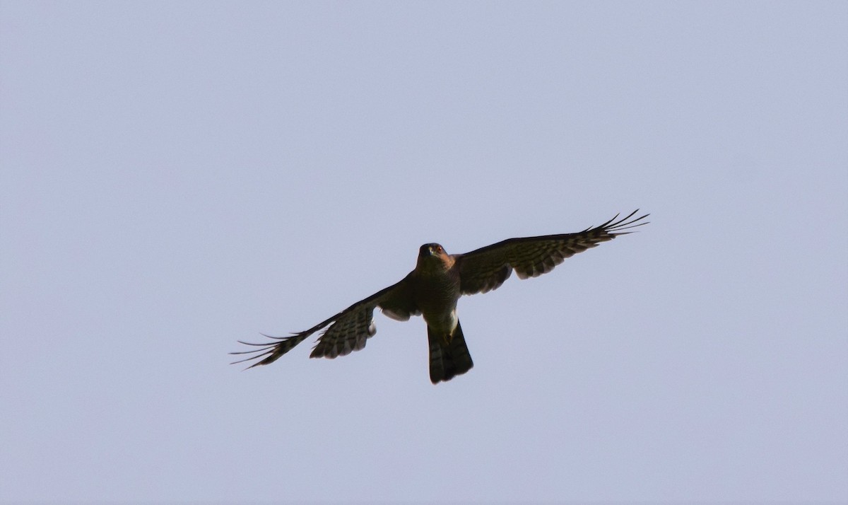 Eurasian Sparrowhawk - ML154445581