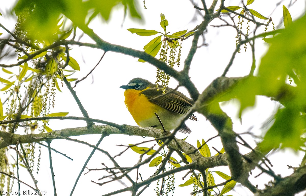 Yellow-breasted Chat - ML154445721
