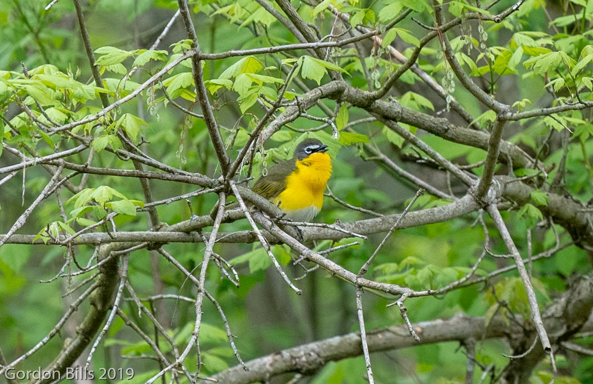 Yellow-breasted Chat - ML154445791