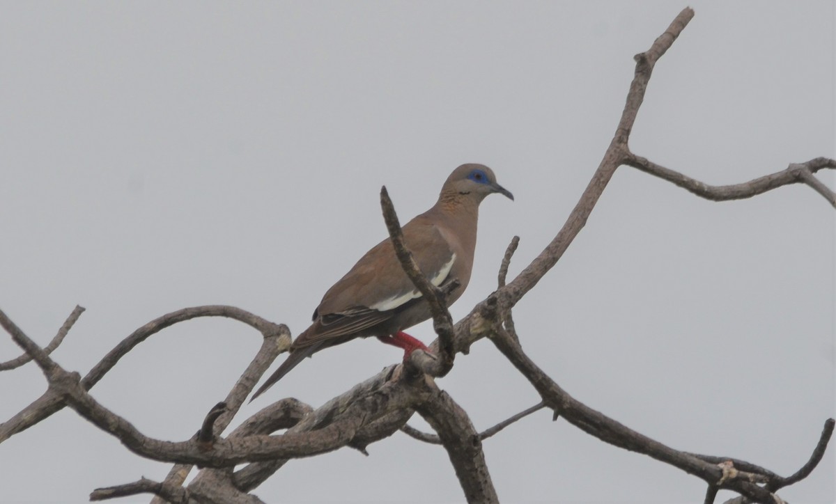 West Peruvian Dove - ML154449401
