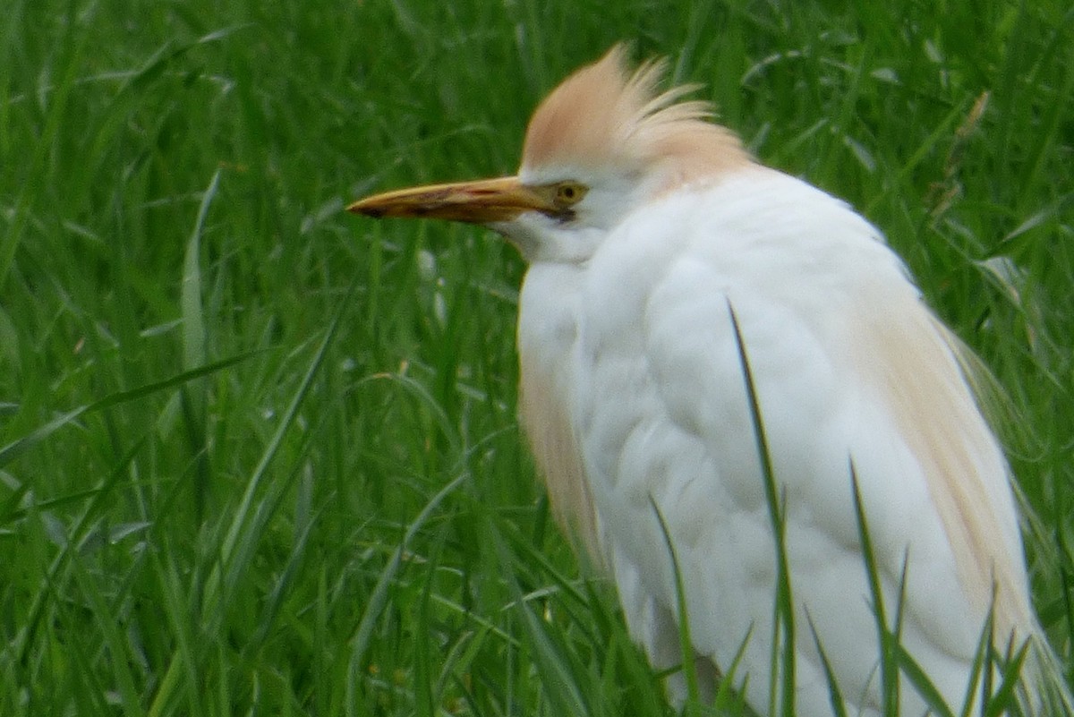 Western Cattle Egret - Mary  McMahon