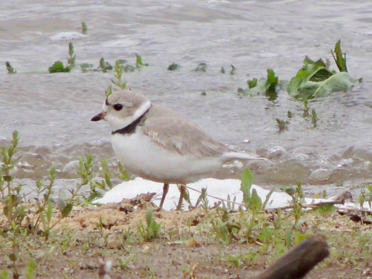 Piping Plover - ML154451121