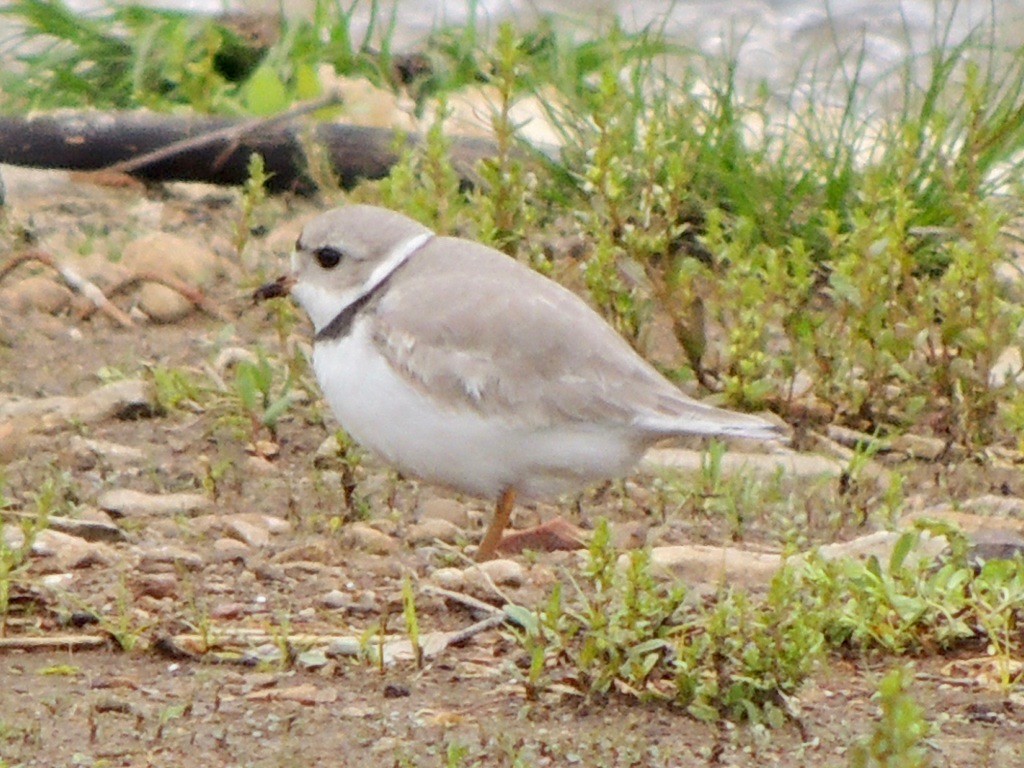 Piping Plover - ML154451201