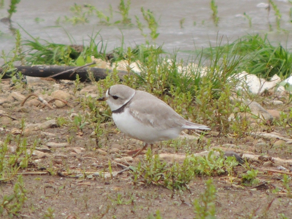 Piping Plover - ML154451301