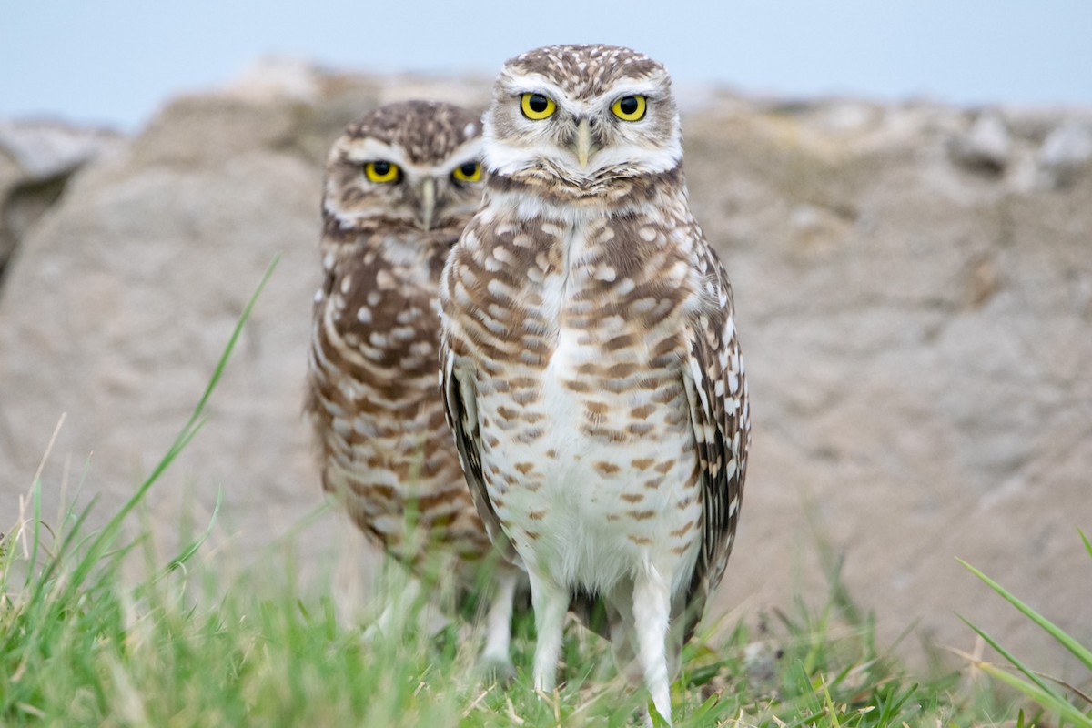 Burrowing Owl - ML154455541