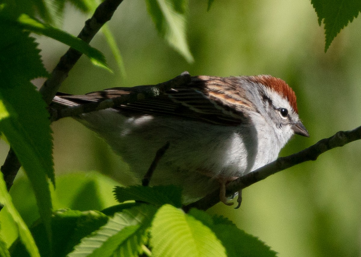 Chipping Sparrow - Melinda Fawver