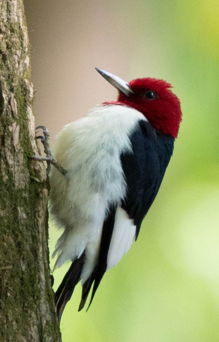Red-headed Woodpecker - ML154459381