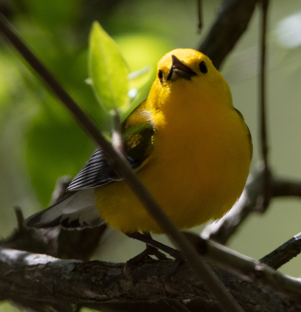 Prothonotary Warbler - ML154459531