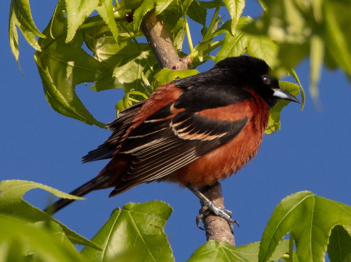 Orchard Oriole - ML154459861