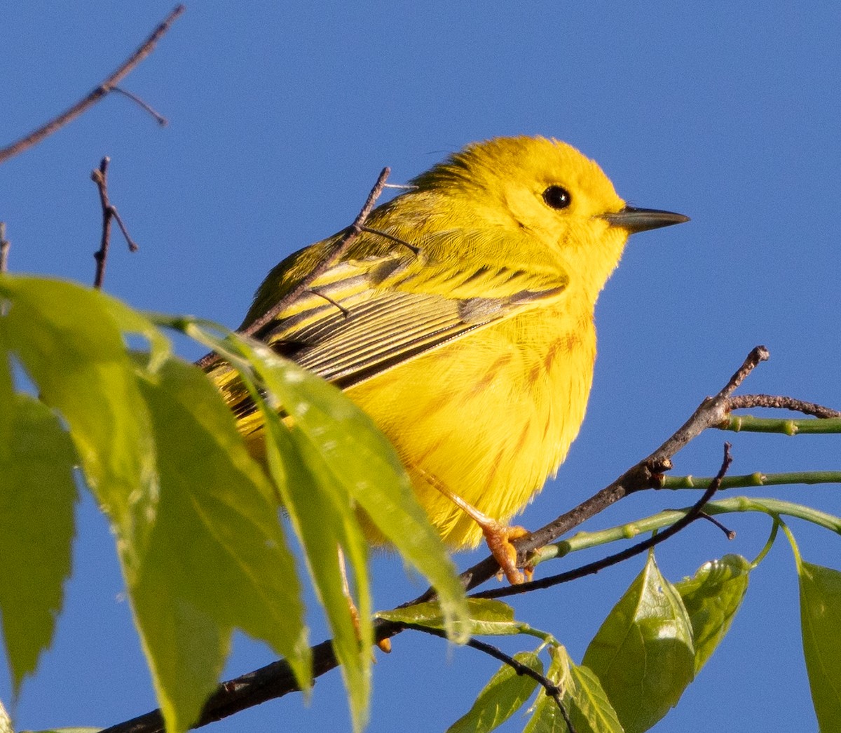 Yellow Warbler - Melinda Fawver