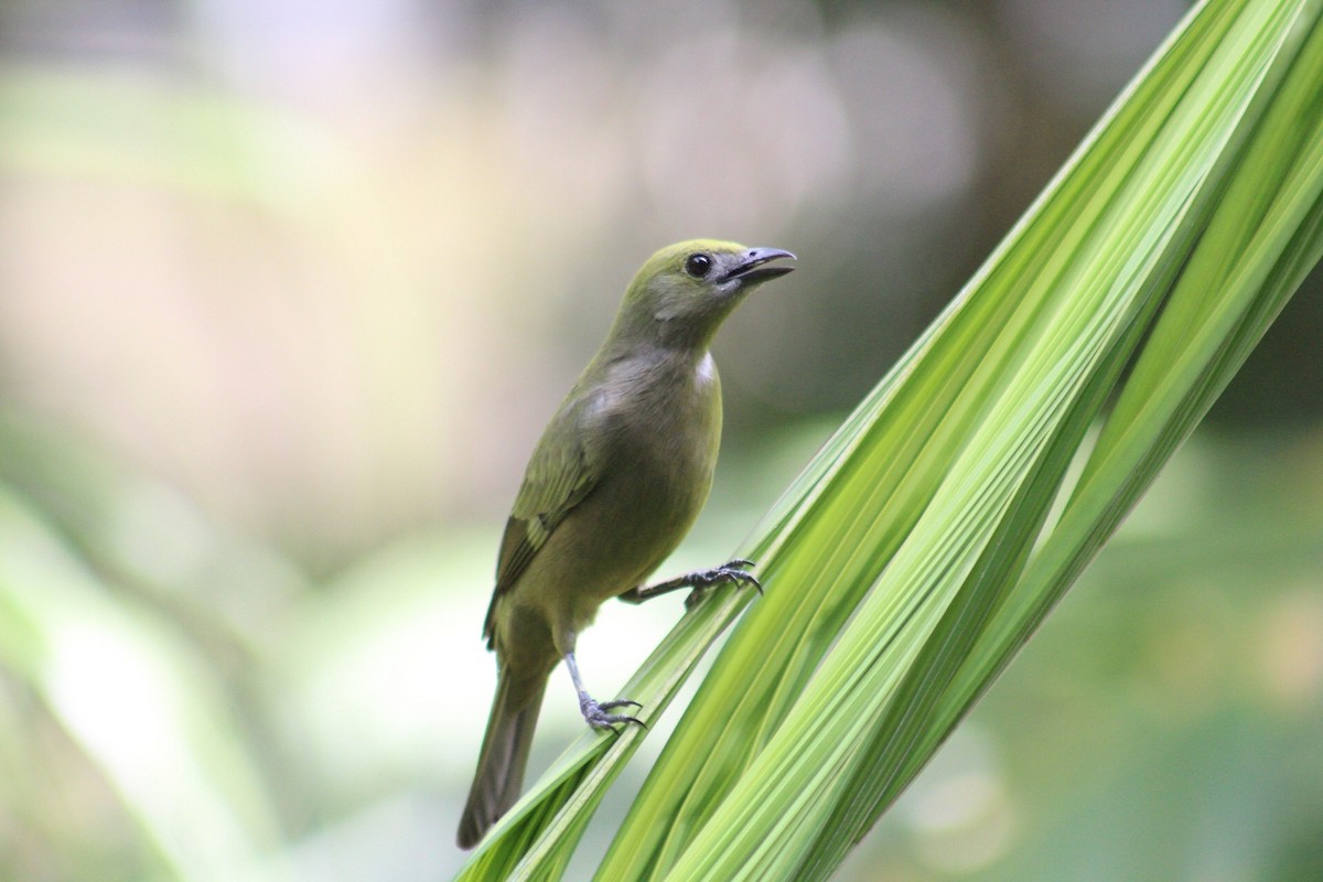 Palm Tanager - ML154464721