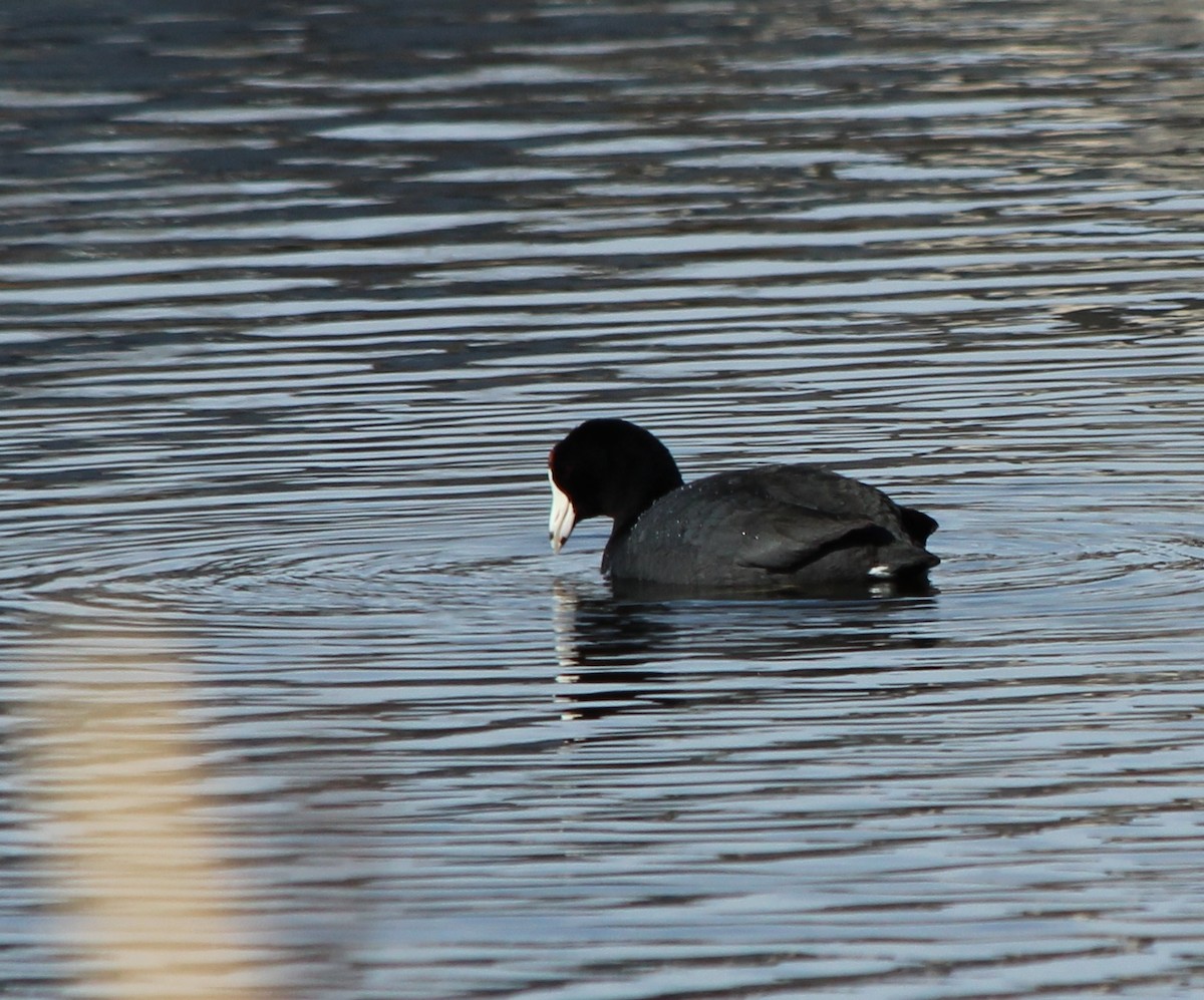 American Coot - Toby-Anne Reimer