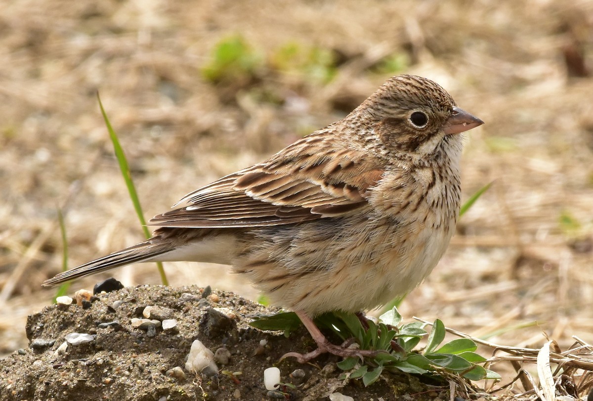 Vesper Sparrow - Henry Trombley