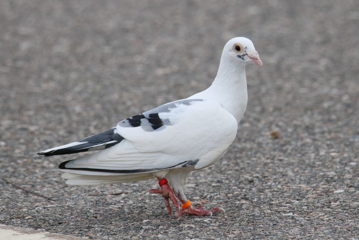 Rock Pigeon (Feral Pigeon) - Steve Myers