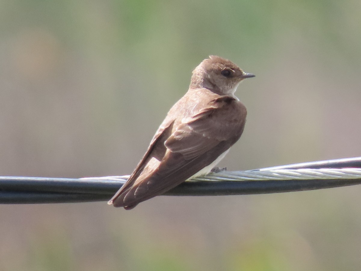 Northern Rough-winged Swallow - Barry Langdon-Lassagne