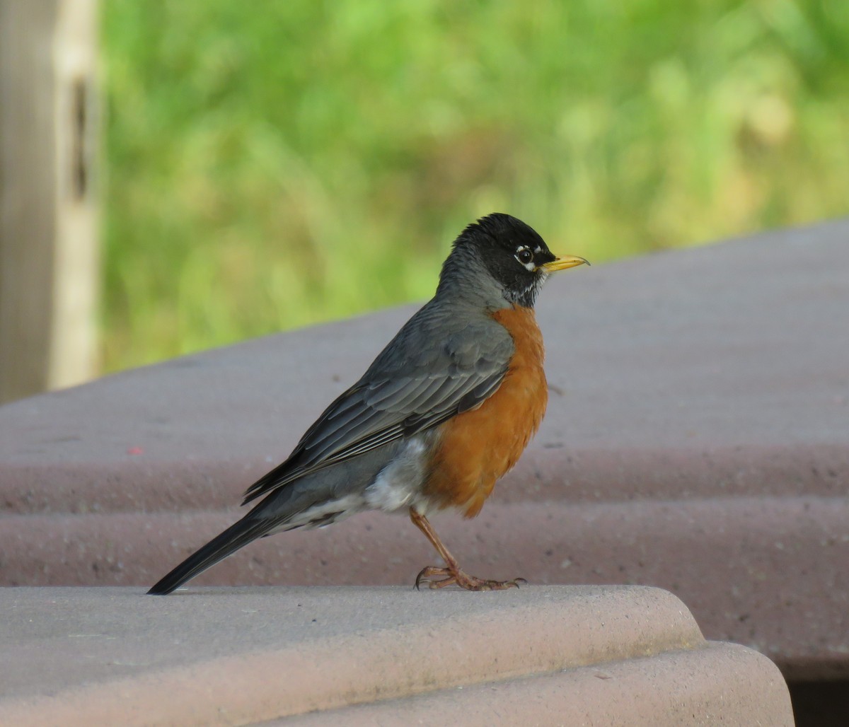 American Robin - Chris O'Connell
