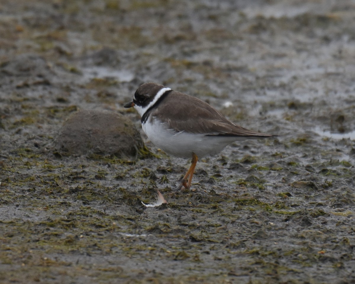 Semipalmated Plover - Kevin Lapp